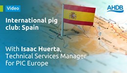 International pig club: Spain